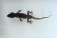爬行類(lèi)動(dòng)物浸制標本