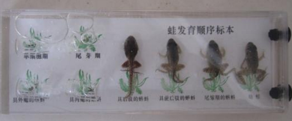 蛙發(fā)育順序標本